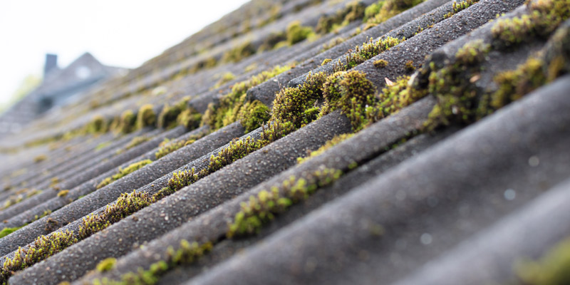 moss growing on roof tiles with grooves indicating potential maintenance needs and environmental impact on roofing materials 2 ways to address moss growth